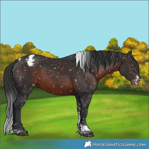 Horse Color:Brown Sabino Tobiano Snowcap 