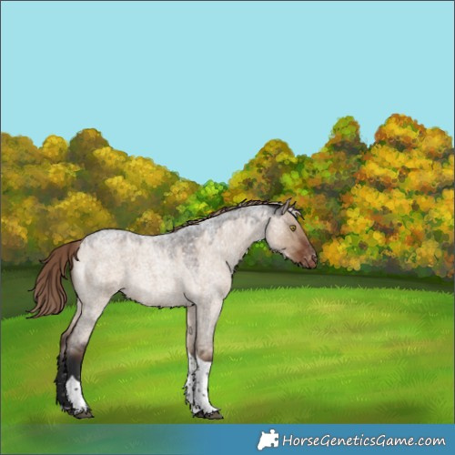 Horse Color:Liver Red Dun Roan Tobiano Snowflake Varnish Rabicano