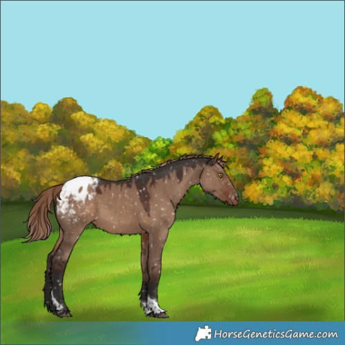 Horse Color:Liver Red Dun Tobiano Blanket 