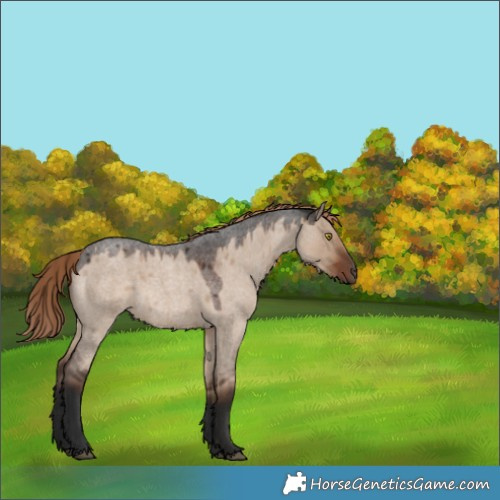 Horse Color:Liver Red Dun Roan 