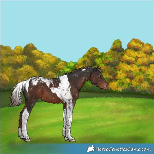 Horse Color:Liver Chestnut Tobiano Appaloosa 