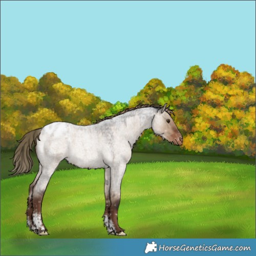 Horse Color:Liver Red Dun Roan Sabino Snowflake Varnish Rabicano 