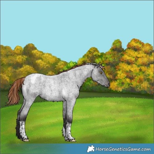 Horse Color:Liver Red Roan Tobiano Appaloosa Rabicano 