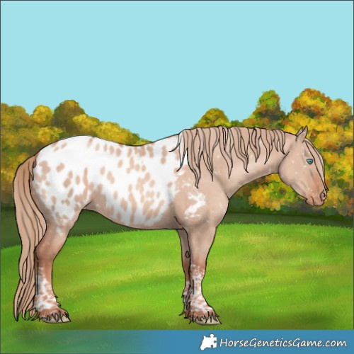 Horse Color:Gold Champagne Dun Tobiano Blanket Brindle 