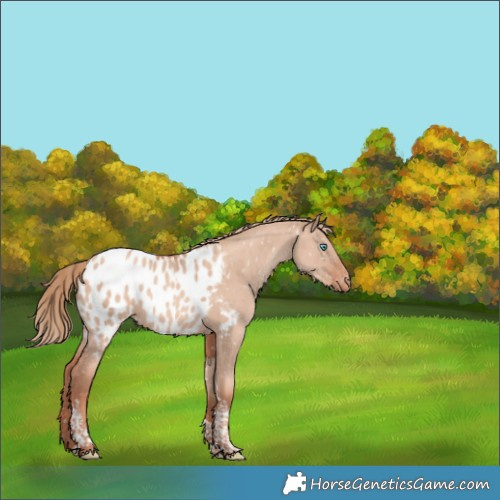 Horse Color:Gold Champagne Dun Tobiano Appaloosa Brindle 