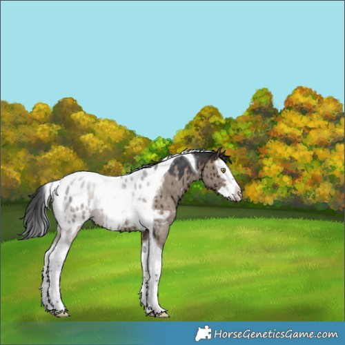 Horse Color:Brown Dun Sabino Splash Tobiano Appaloosa Rabicano Brindle 