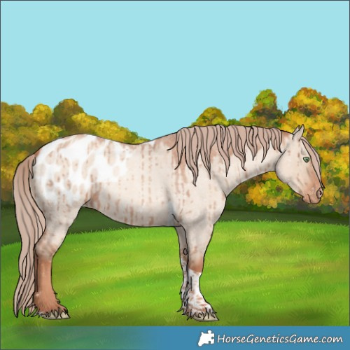 Horse Color:Gold Champagne Roan Dun Tobiano Blanket Brindle 
