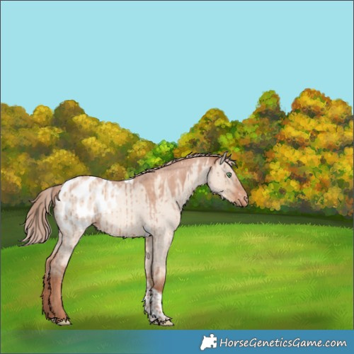 Horse Color:Gold Champagne Roan Dun Tobiano Appaloosa Brindle 