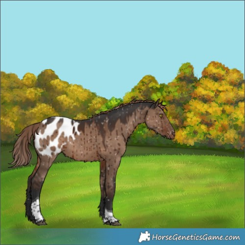 Horse Color:Liver Red Dun Tobiano Blanket Rabicano Brindle