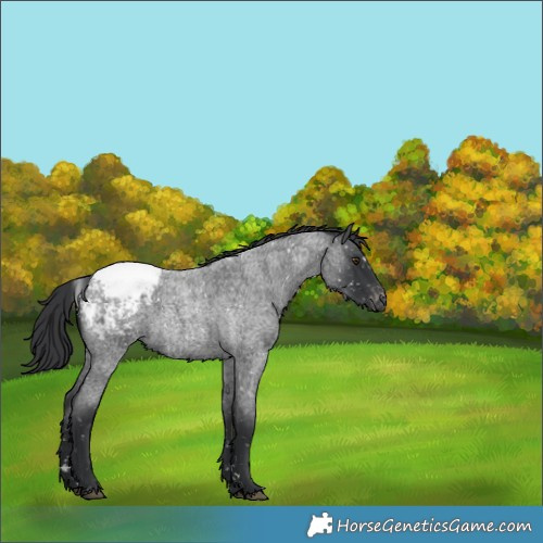 Horse Color:Blue Roan Snowcap Rabicano 