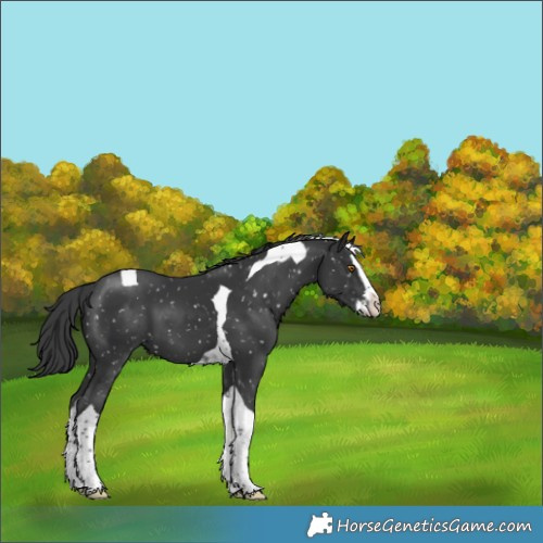 Horse Color:Black Splash Tobiano Snowflake Varnish