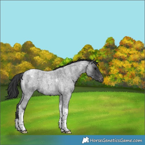 Horse Color:Blue Roan Tobiano Snowflake Varnish