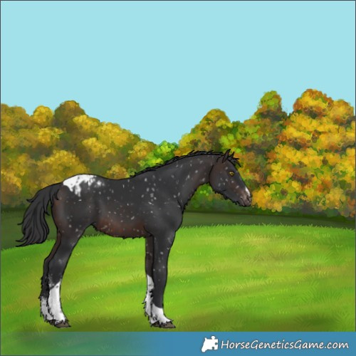 Horse Color:Brown Sabino Tobiano Appaloosa 