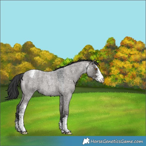 Horse Color:Grullo Roan Sabino Appaloosa 