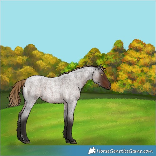 Horse Color:Liver Red Roan Sabino Rabicano 