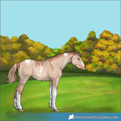 Horse Color:Gold Champagne Dun Sabino Tobiano Appaloosa Rabicano 