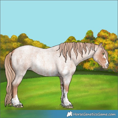Horse Color:Gold Champagne Roan Sabino Blanket Rabicano 