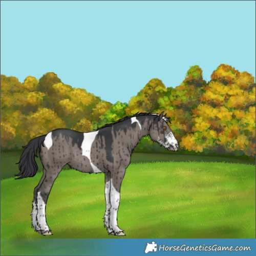 Horse Color:Grullo Sabino Tobiano Rabicano Brindle 