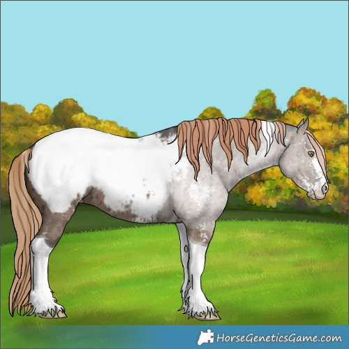 Horse Color:Liver Red Dun Sabino Tobiano Near Fewspot Rabicano Brindle