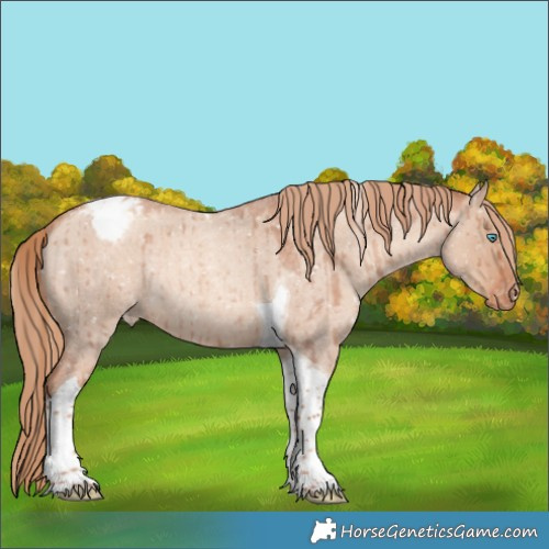 Horse Color:Gold Champagne Roan Dun Tobiano Snowcap Rabicano Brindle 