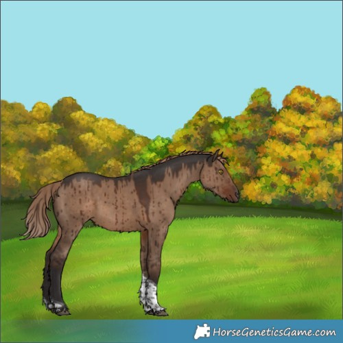 Horse Color:Liver Red Dun Sabino Tobiano Brindle 