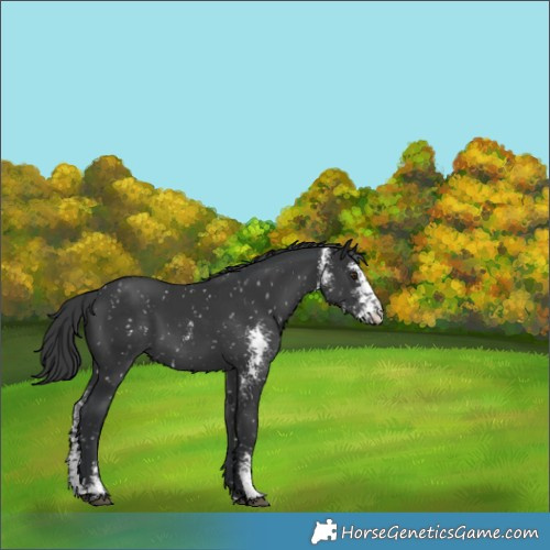 Horse Color:Black Sabino Appaloosa 