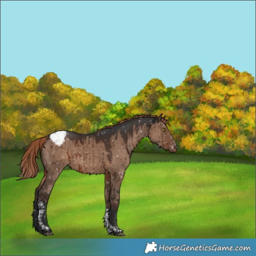 Horse Color:Liver Red Dun Tobiano Appaloosa Brindle 