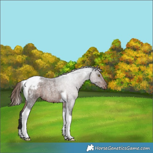 Horse Color:Liver Red Roan Tobiano Appaloosa Rabicano 