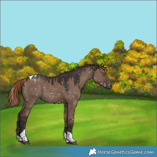 Horse Color:Liver Red Dun Tobiano Appaloosa 