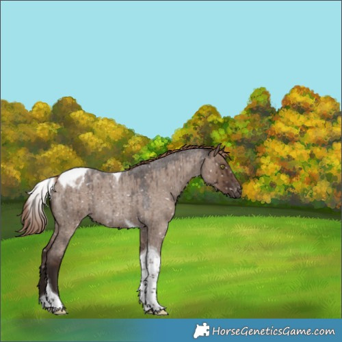 Horse Color:Liver Red Dun Roan Tobiano Appaloosa Brindle 