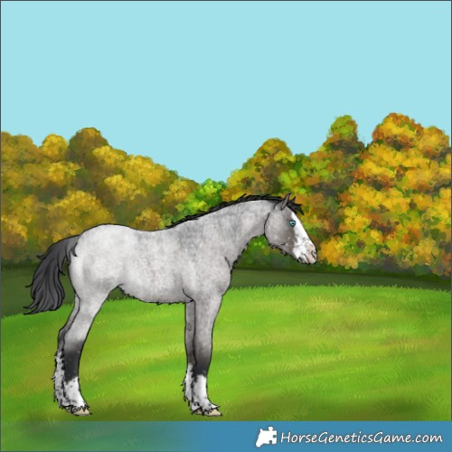 Horse Color:Grullo Roan Sabino Splash Snowflake Varnish