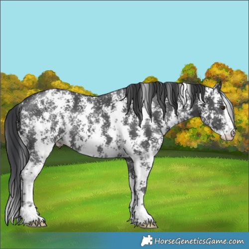 Horse Color:Black Sabino Snowflake Varnish Rabicano