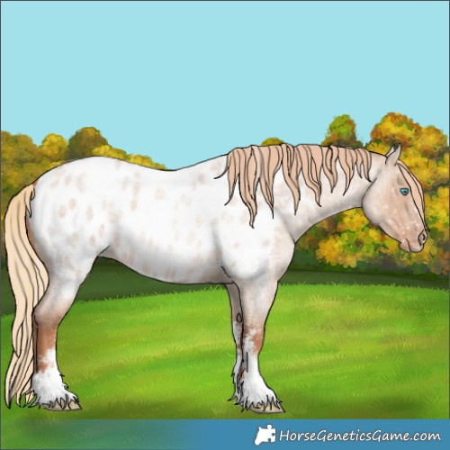 Horse Color:Gold Champagne Roan Dun Sabino Near Leopard Brindle