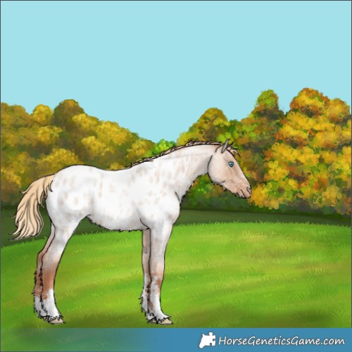 Horse Color:Gold Champagne Roan Dun Sabino Appaloosa Brindle 