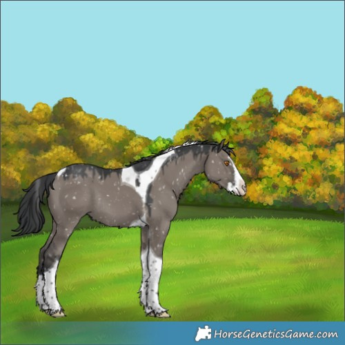 Horse Color:Grullo Sabino Splash Tobiano Snowflake Varnish Rabicano