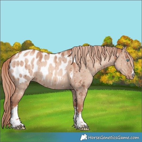 Horse Color:Gold Champagne Dun Sabino Tobiano Blanket Rabicano Brindle 