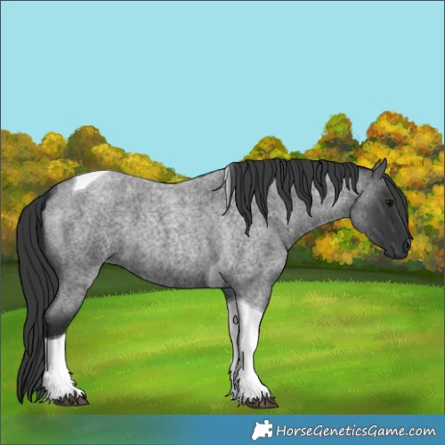 Horse Color:Blue Roan Tobiano