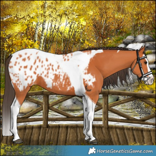 Horse Color:Bay Splash Tobiano Blanket and Bay Splash Tobiano Blanket