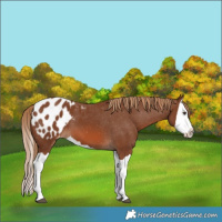 Horse Color:Chestnut Splash Blanket