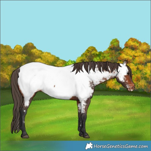 Horse Color:Bay Appaloosa 