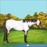 Horse Color:Bay Appaloosa