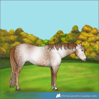 Horse Color:Gray Chestnut Splash Varnish