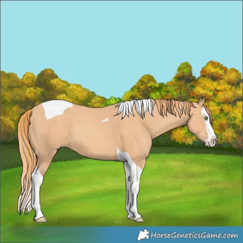 Horse Color:Gold Champagne Splash Tobiano 