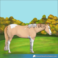 Horse Color:Gold Champagne Splash Tobiano 
