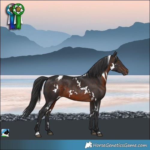 Horse Color:White Spotted Brown Rabicano