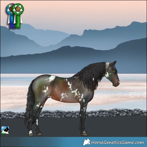 Horse Color:White Spotted Brown Rabicano 