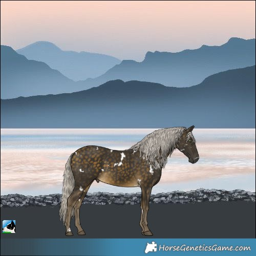 Horse Color:White Spotted Silver Buckskin Rabicano 