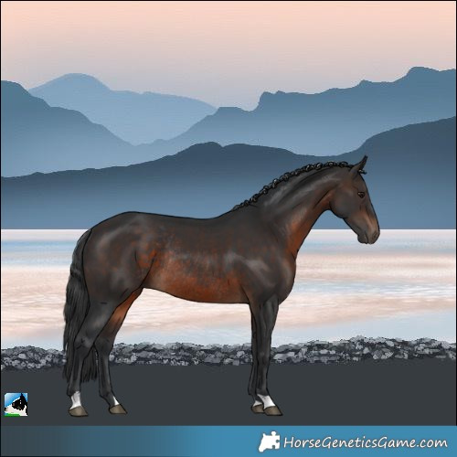 Horse Color:Brown Rabicano 