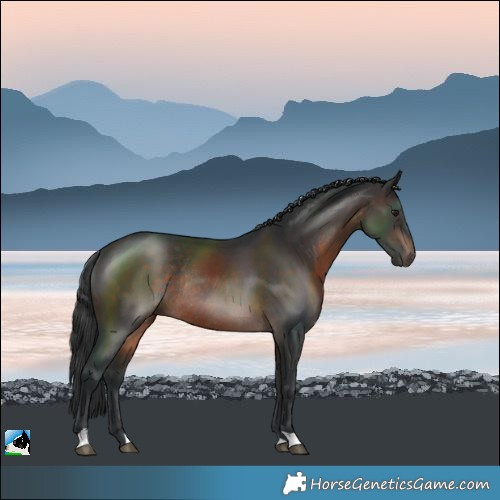 Horse Color:Brown Rabicano 
