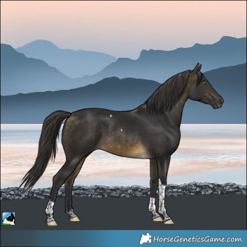 Horse Color:Buckskin Tobiano Rabicano